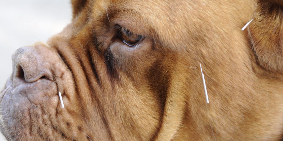 Honden, Katten en Paarden Acupunctuur